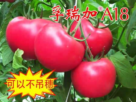 qq扑克:西葫芦的成效_西葫芦图片_食材百科_豆果美食